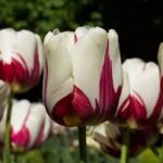 Economic Bubble – The Great Dutch Tulip Craze