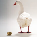 Intrinsic Value – Application of Discounted Cash Flows